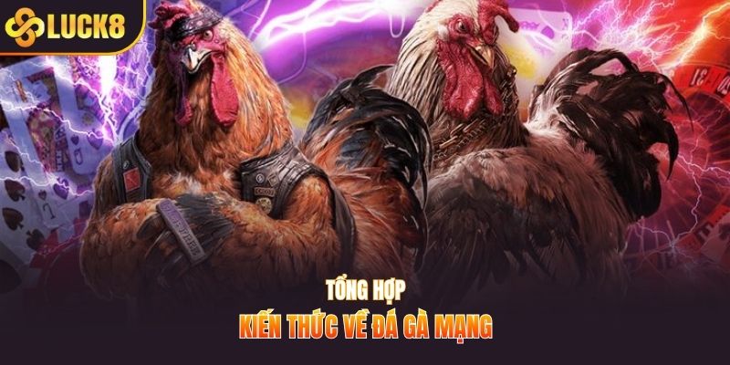 Tổng hợp kiến thức về đá gà mạng